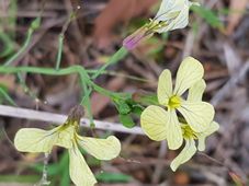 227_brassica_tournefortii_20200909_172031.jpg