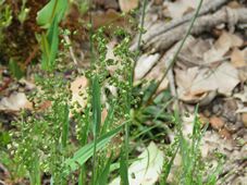 227_briza_minor_img_7487c.jpg