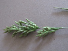 227_bromus_hordeaceus_soft_brome_img_8742.jpg
