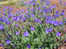 227_echium_plantagineum_patersons_curse_dsc01897.jpg