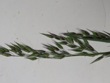227_ehrharta_longiflora_img_3420.jpg