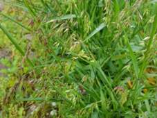 227_ehrharta_longiflora_prolific_back_yard_weed_3_c.jpg