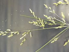 227_eragrostis_curvula_african_lovegrass_dscf9673.jpg