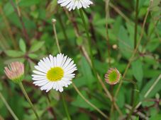 227_erigeron_karvinskianus_img_6675.jpg