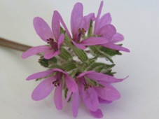 227_erodium_botrys_img_1207c.jpg