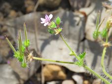 227_erodium_corkscrew_img_6343c.jpg