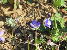 227_erodium_img_0025.jpg