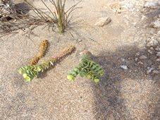 227_euphorbia_paralias_sea_spurge_dscf7696.jpg