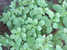 227_euphorbia_peplus_img_0284.jpg