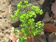 227_euphorbia_peplus_img_0437c.jpg