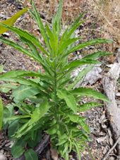 227_fleabane_erigeron_was_conyza_3.jpg
