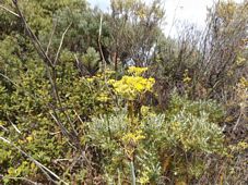 227_foeniculum_vulgare_fennel_dscf7276.jpg
