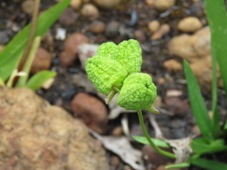 227_freesia_pods_img_8834.jpg