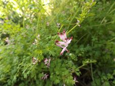 227_fumaria_capreolata_dscf0957.jpg