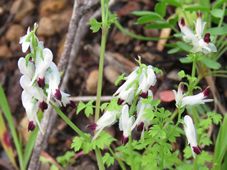 227_fumaria_capreolata_img_0339c.jpg