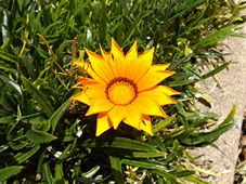 227_gazania_dscf0955.jpg