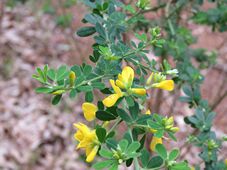 227_genista_monspessulana_img_4601.jpg