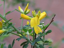 227_genista_monspessulana_img_4606.jpg