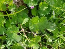 227_geranium_molle_1_c.jpg