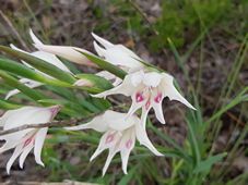 227_gladiolus_20181030_172409.jpg