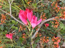 227_gladiolus_caryophyllaceus_dscf0909c.jpg