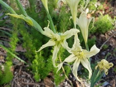227_gladiolus_undulatus_162549c.jpg