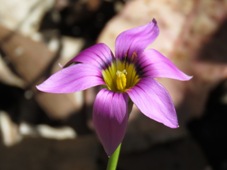 227_guildford_grass_3_cm_wide_15_cm_tall_img_0018c.jpg