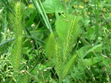 227_hordeum_leporinum_img_9810ca.jpg