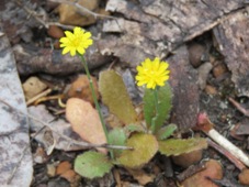 227_hypochaeris_glabra_img_2245c.jpg