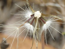 227_hypochaeris_glabra_setting_seed_img_2589c.jpg