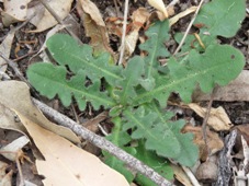 227_hypochaeris_radicata_foliage_img_2558.jpg