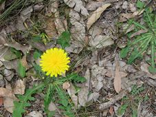 227_hypochaeris_radicata_img_7861.jpg