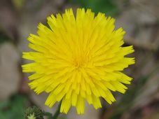 227_hypochaeris_radicata_img_7863c.jpg