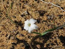 227_ipheion_uniflorum_img_5242.jpg