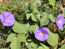 227_ipomoea_indica_morning_glory_img_0854c.jpg