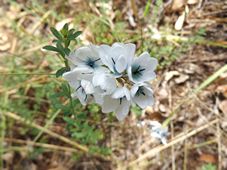 227_ixia_dscf2052.jpg