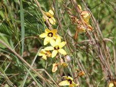 227_ixia_maculata_img_1993c.jpg