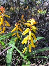 227_lachenalia_img_2620s.jpg