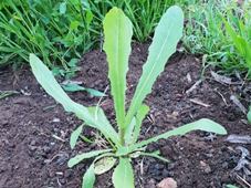 227_lactuca_serriola_prickly_lettuce_1_c.jpg