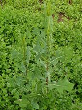 227_lactuca_serriola_tall.jpg