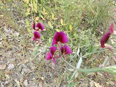 227_lathyrus_tingitanus_dscf1379.jpg