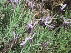 227_lavandula_stoechas_lavender_img_7122.jpg