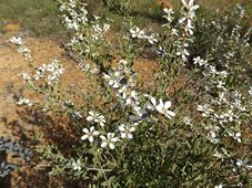 227_leptospermum_laevigatumtea_tree_dscf5495.jpg