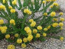 227_leucospermum_cordifolium_south_african_protea_424996920_c.jpg