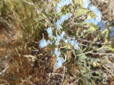 227_limonium_lobatum_dscf7207.jpg