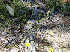 227_linum_trigynum_french_flax_img_0019c.jpg