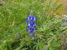227_lupinus_cosentinii_20200910_170608.jpg