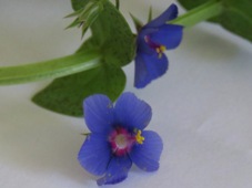 227_lysimachia_arvensis_img_6172c.jpg