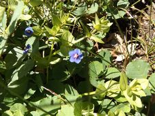227_lysimachia_arvensisdscf0563.jpg