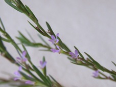 227_lythrum_hyssopifolium_img_5475c.jpg